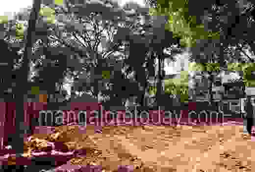 contractor   felling tree 1